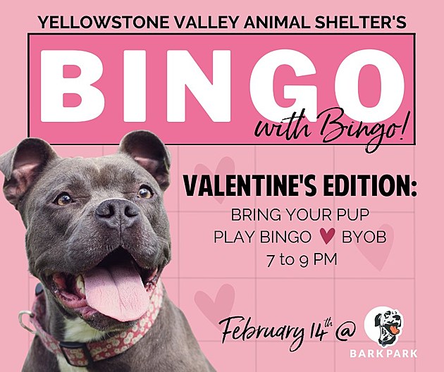 Dog friendly bingo on Feb 14