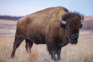 American Bison standing in Kansas prairie grassland, Maxwell Wildlife Preserve