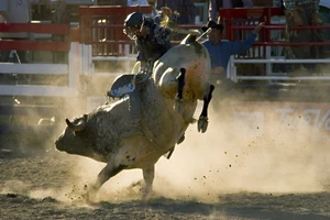 Rodeo Bull and Rider