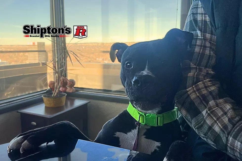 Just Call Him Jerry. Gerald is Ready for Adoption in Billings